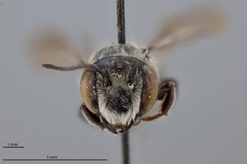Media type: image;   Entomology 791091 Aspect: head frontal view